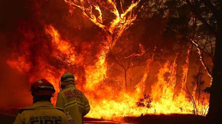 How You Can Help With The Bushfire Crisis - Stride